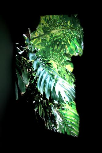 backlight escultura de luz follaje hojas tropical 